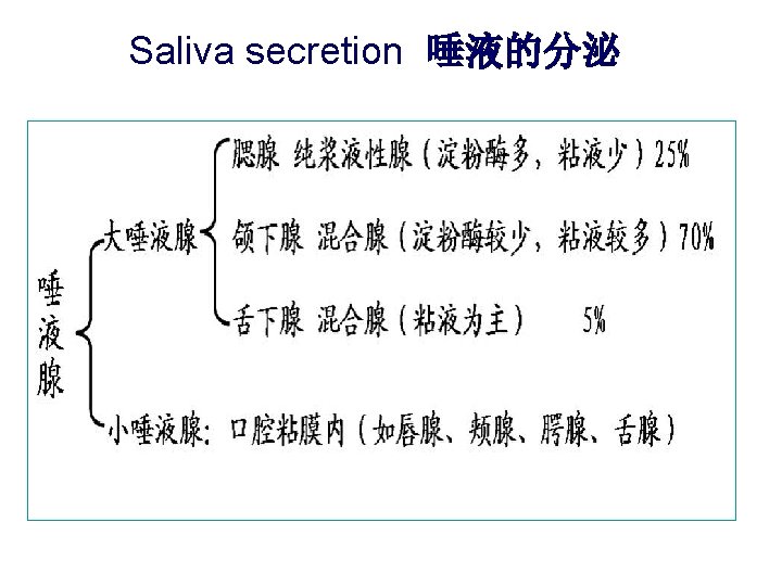 Saliva secretion 唾液的分泌 