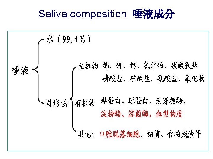 Saliva composition 唾液成分 