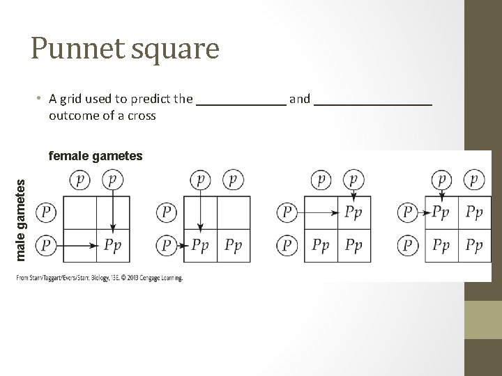 Punnet square • A grid used to predict the _______ and _________ outcome of