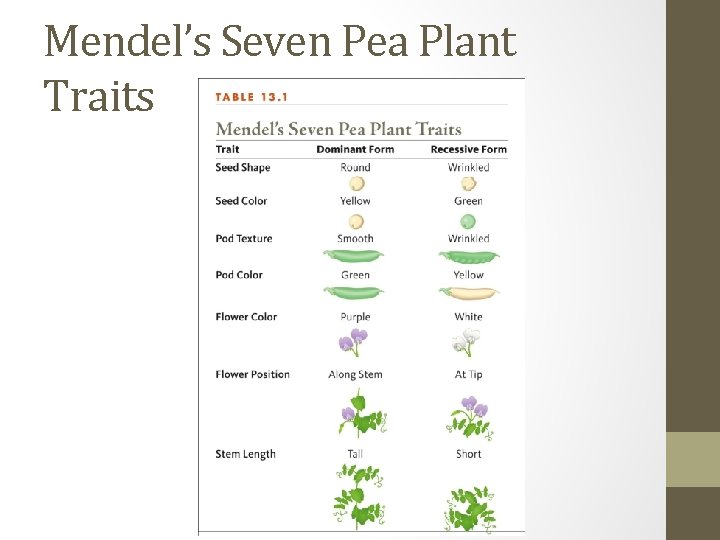 Mendel’s Seven Pea Plant Traits 