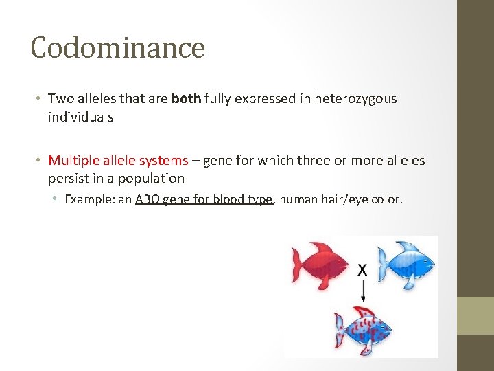 Codominance • Two alleles that are both fully expressed in heterozygous individuals • Multiple