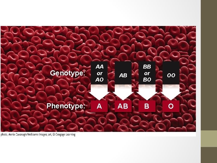 Genotype: AA or AO Phenotype: A AB BB or BO OO AB B O