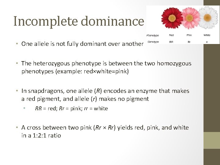 Incomplete dominance • One allele is not fully dominant over another • The heterozygous