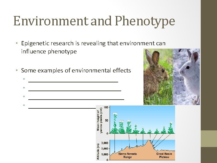 Environment and Phenotype • Epigenetic research is revealing that environment can influence phenotype •