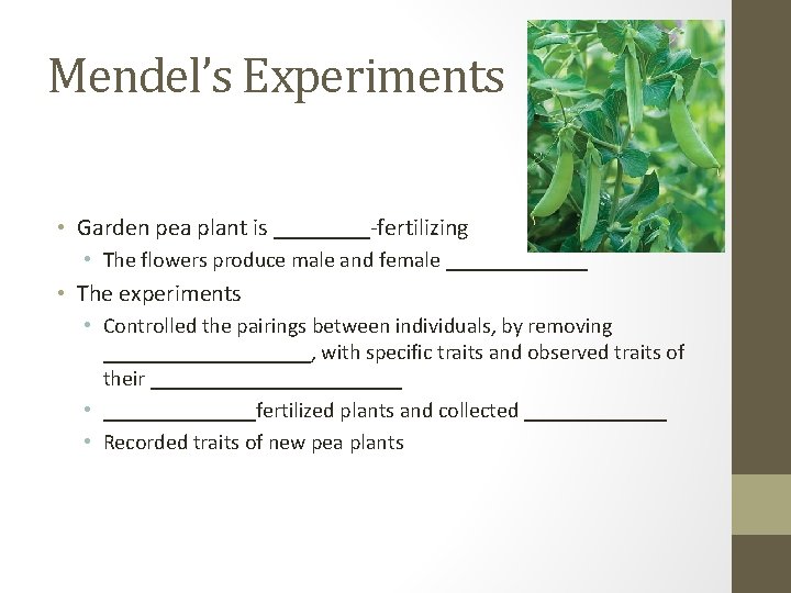 Mendel’s Experiments • Garden pea plant is ____-fertilizing • The flowers produce male and