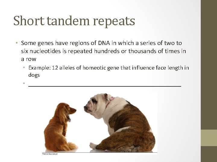 Short tandem repeats • Some genes have regions of DNA in which a series