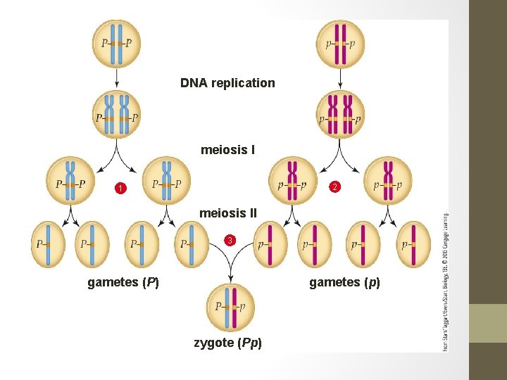DNA replication meiosis I 2 1 meiosis II 3 gametes (P) gametes (p) zygote