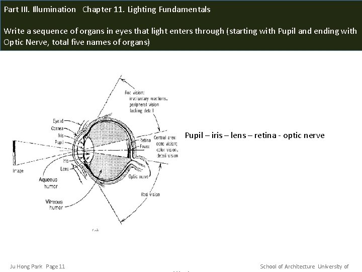 Part III. Illumination Chapter 11. Lighting Fundamentals Write a sequence of organs in eyes