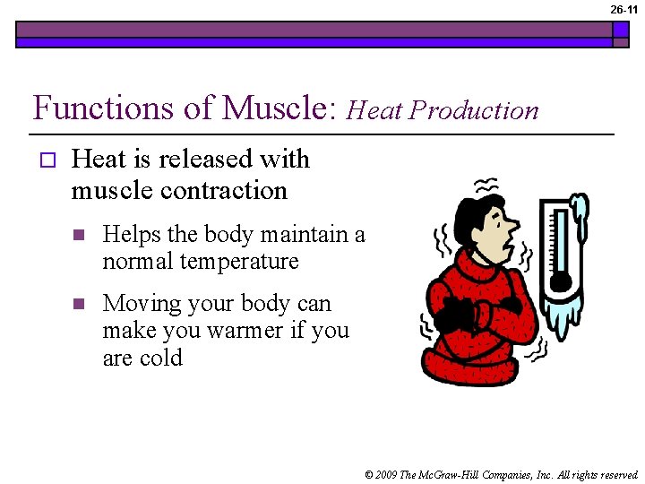 26 -11 Functions of Muscle: Heat Production o Heat is released with muscle contraction