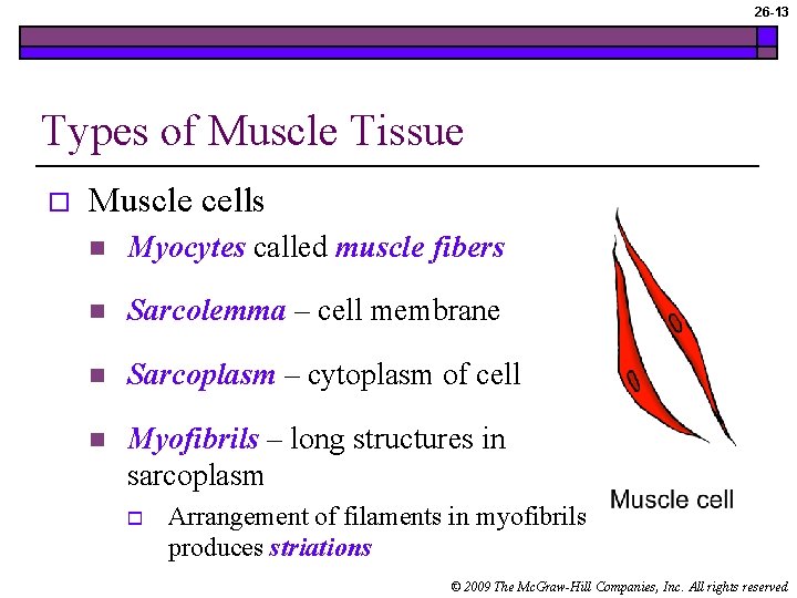 26 -13 Types of Muscle Tissue o Muscle cells n Myocytes called muscle fibers