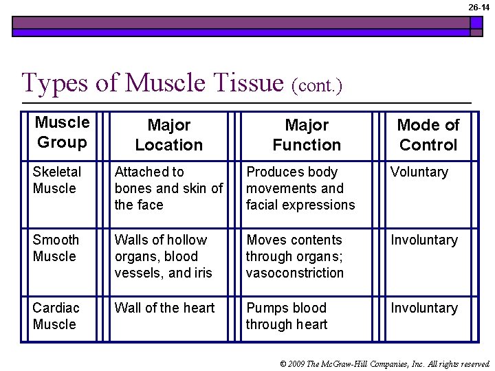 26 -14 Types of Muscle Tissue (cont. ) Muscle Group Major Location Skeletal Muscle