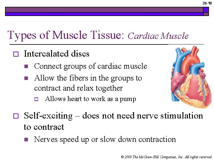 26 -18 Types of Muscle Tissue: Cardiac Muscle o Intercalated discs n n Connect