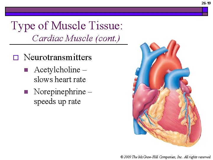 26 -19 Type of Muscle Tissue: Cardiac Muscle (cont. ) o Neurotransmitters n n