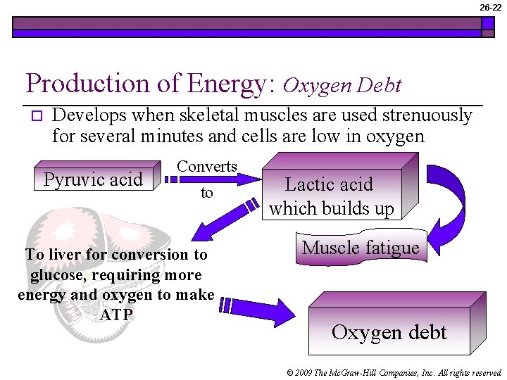 26 -22 Production of Energy: Oxygen Debt o Develops when skeletal muscles are used