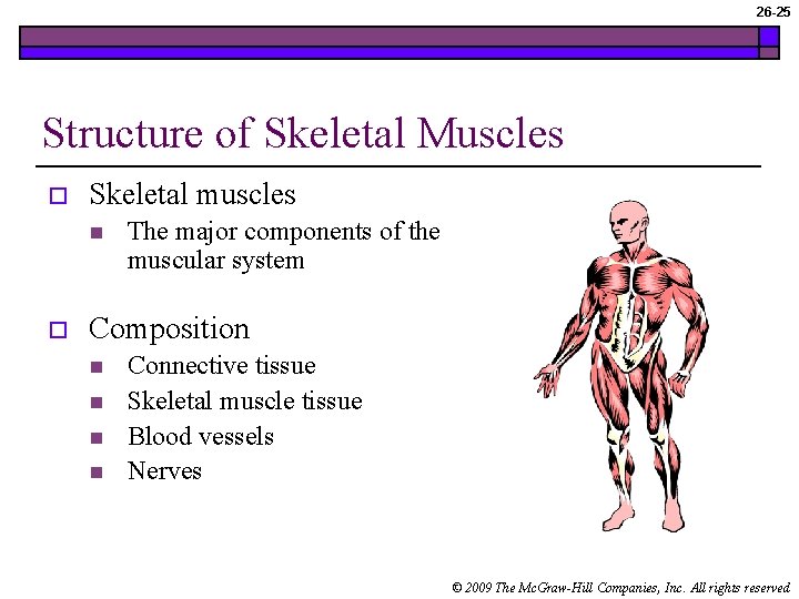 26 -25 Structure of Skeletal Muscles o Skeletal muscles n o The major components