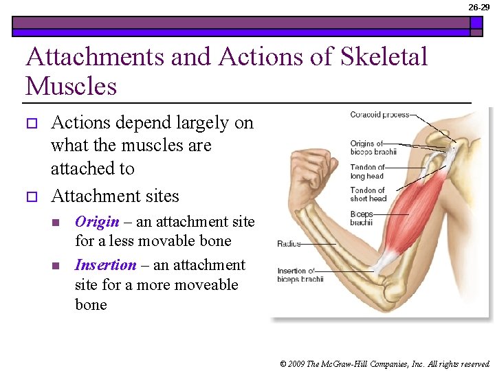 26 -29 Attachments and Actions of Skeletal Muscles o o Actions depend largely on