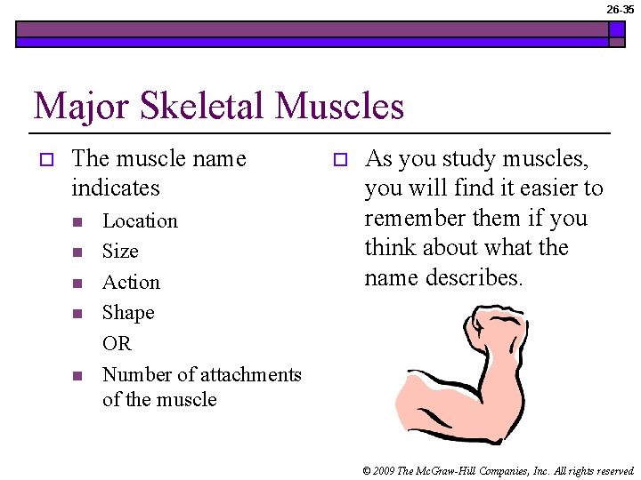 26 -35 Major Skeletal Muscles o The muscle name indicates n n n Location 26 -35 Major Skeletal Muscles o The muscle name indicates n n n Location