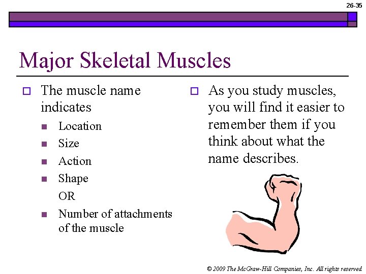 26 -35 Major Skeletal Muscles o The muscle name indicates n n n Location