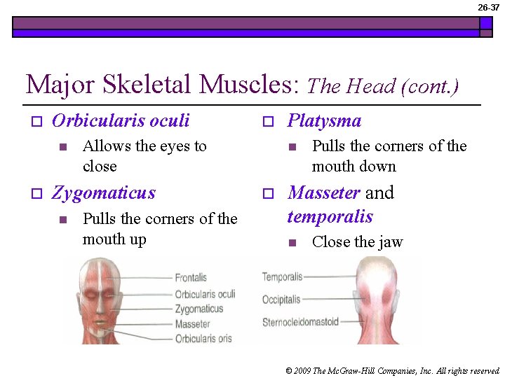 26 -37 Major Skeletal Muscles: The Head (cont. ) o Orbicularis oculi n o