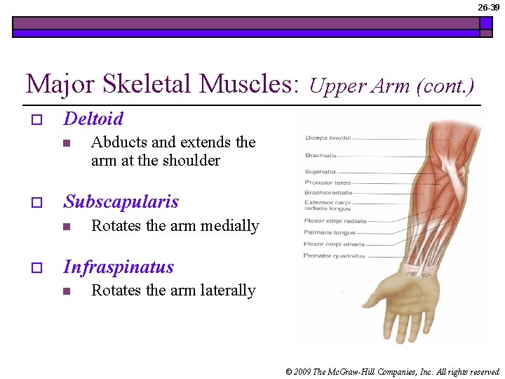 26 -39 Major Skeletal Muscles: o Deltoid n o Abducts and extends the arm