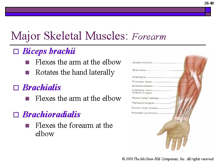 26 -40 Major Skeletal Muscles: o Biceps brachii n n o Flexes the arm