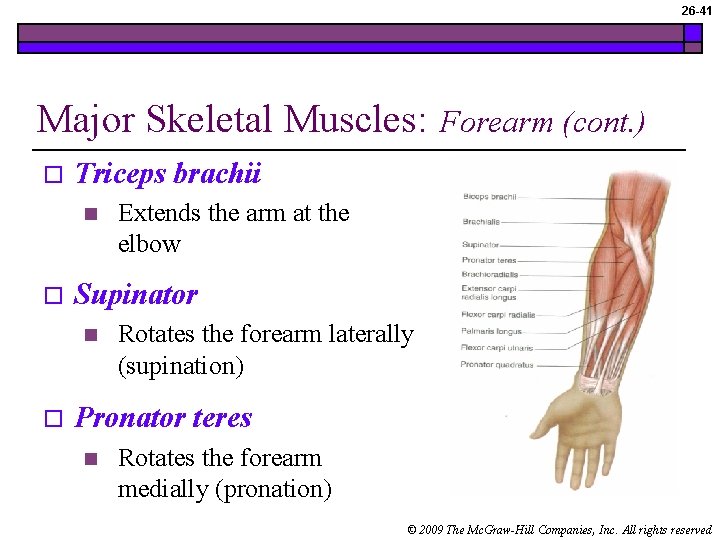 26 -41 Major Skeletal Muscles: o Triceps brachii n o Extends the arm at
