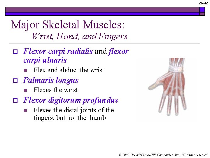 26 -42 Major Skeletal Muscles: Wrist, Hand, and Fingers o Flexor carpi radialis and