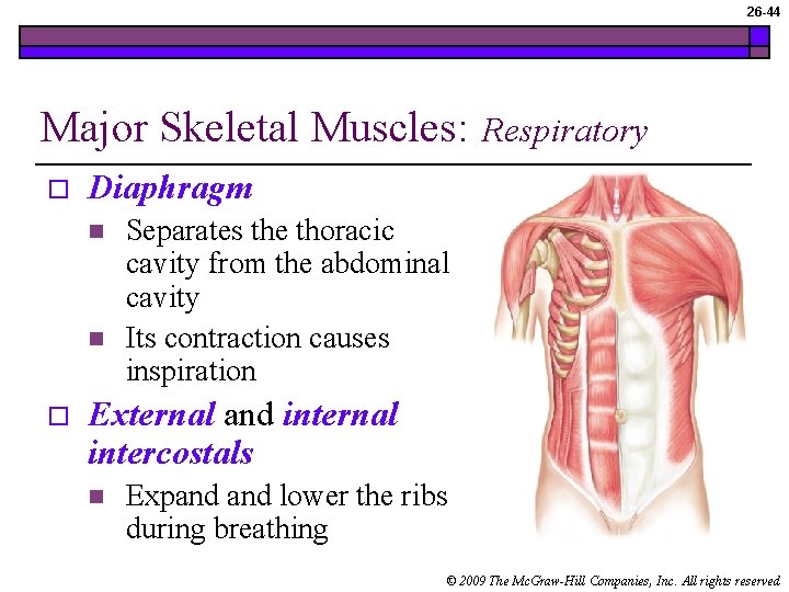 26 -44 Major Skeletal Muscles: o Diaphragm n n o Respiratory Separates the thoracic