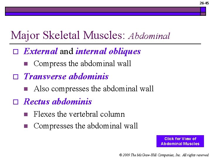 26 -45 Major Skeletal Muscles: Abdominal o External and internal obliques n o Transverse