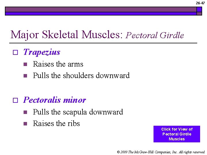 26 -47 Major Skeletal Muscles: Pectoral Girdle o Trapezius n n o Raises the