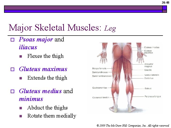 26 -48 Major Skeletal Muscles: o Psoas major and iliacus n o Flexes the