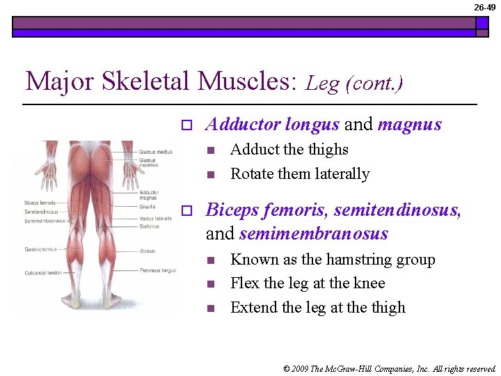 26 -49 Major Skeletal Muscles: o Adductor longus and magnus n n o Leg