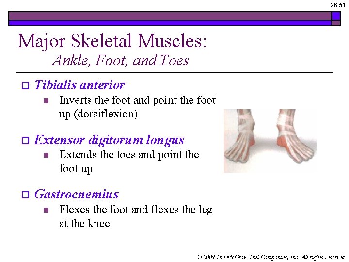 26 -51 Major Skeletal Muscles: Ankle, Foot, and Toes o Tibialis anterior n o