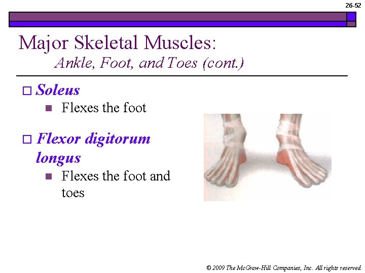 26 -52 Major Skeletal Muscles: Ankle, Foot, and Toes (cont. ) o Soleus n