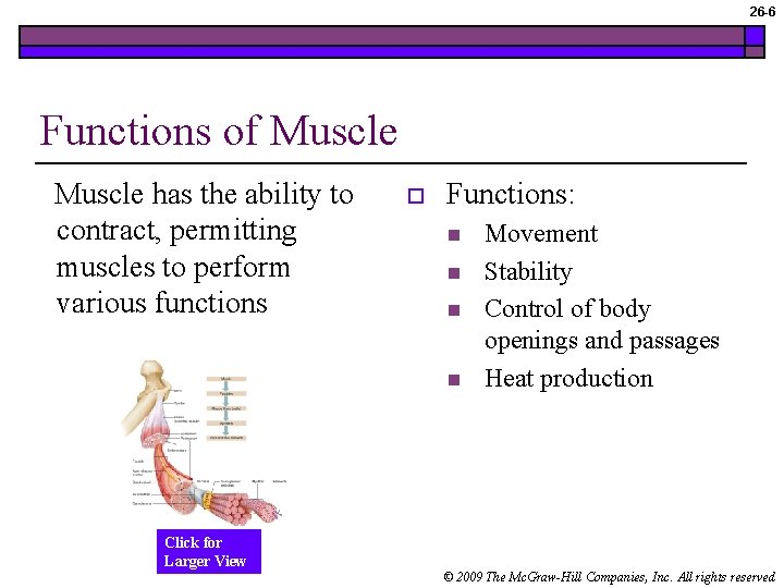 26 -6 Functions of Muscle has the ability to contract, permitting muscles to perform