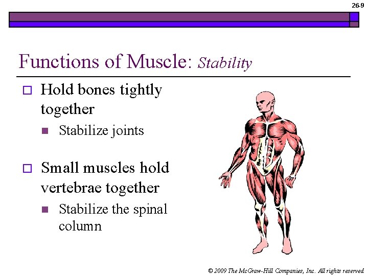 26 -9 Functions of Muscle: Stability o Hold bones tightly together n o Stabilize