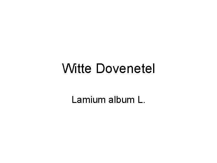 Witte Dovenetel Lamium album L. 
