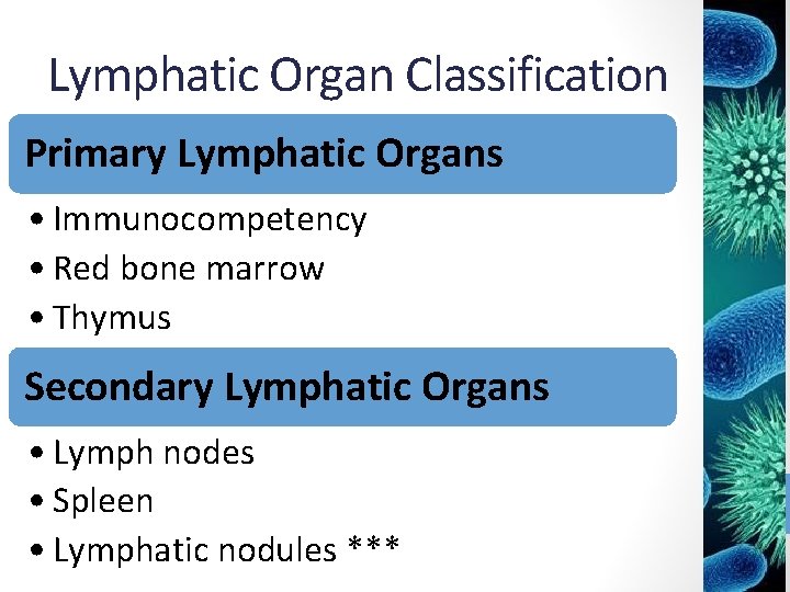 Lymphatic Organ Classification Primary Lymphatic Organs • Immunocompetency • Red bone marrow • Thymus