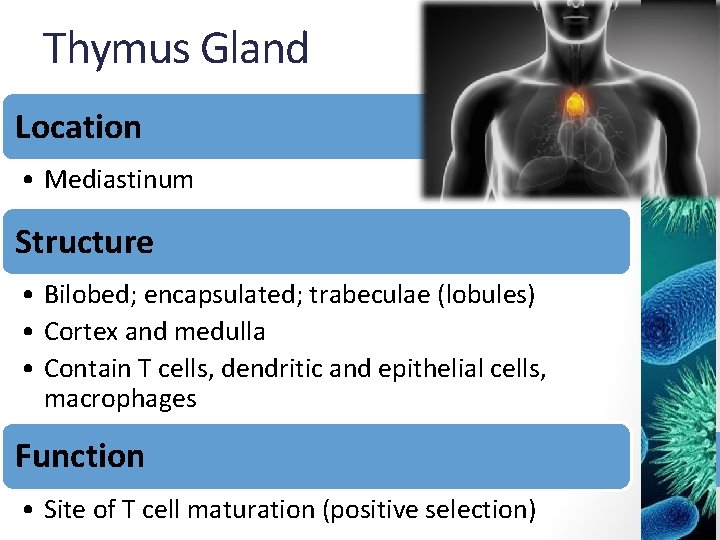 Thymus Gland Location • Mediastinum Structure • Bilobed; encapsulated; trabeculae (lobules) • Cortex and