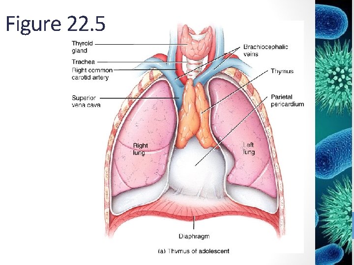 Figure 22. 5 