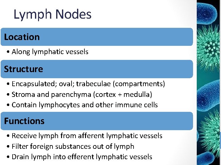 Lymph Nodes Location • Along lymphatic vessels Structure • Encapsulated; oval; trabeculae (compartments) •