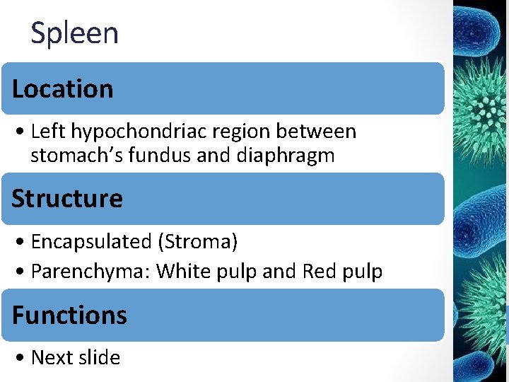 Spleen Location • Left hypochondriac region between stomach’s fundus and diaphragm Structure • Encapsulated