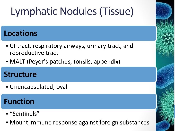Lymphatic Nodules (Tissue) Locations • GI tract, respiratory airways, urinary tract, and reproductive tract