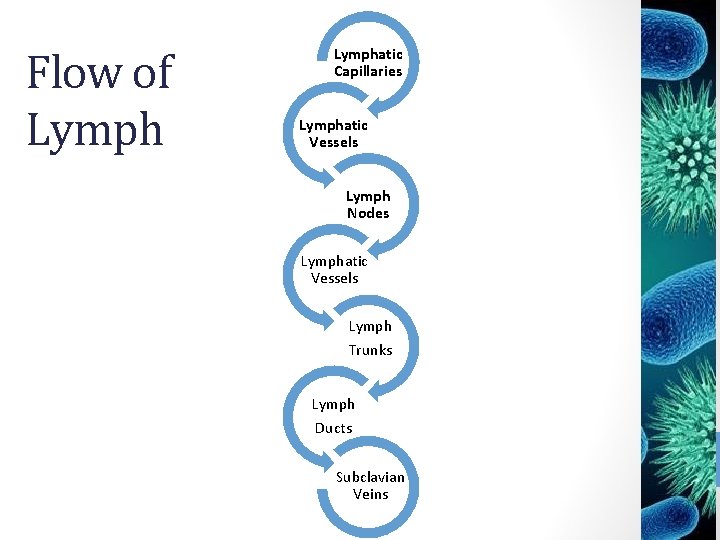 Flow of Lymphatic Capillaries Lymphatic Vessels Lymph Nodes Lymphatic Vessels Lymph Trunks Lymph Ducts