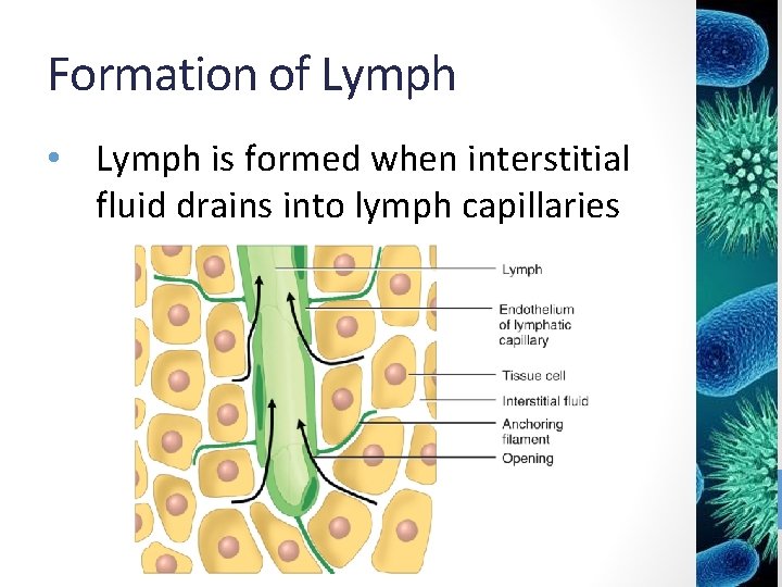 Formation of Lymph • Lymph is formed when interstitial fluid drains into lymph capillaries