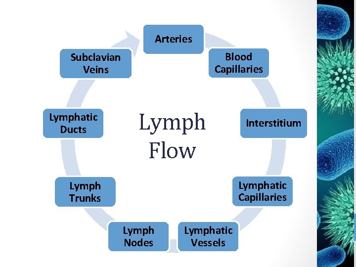 Arteries Blood Capillaries Subclavian Veins Lymphatic Ducts Lymph Flow Interstitium Lymphatic Capillaries Lymph Trunks