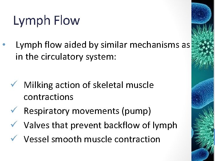 Lymph Flow • Lymph flow aided by similar mechanisms as in the circulatory system: