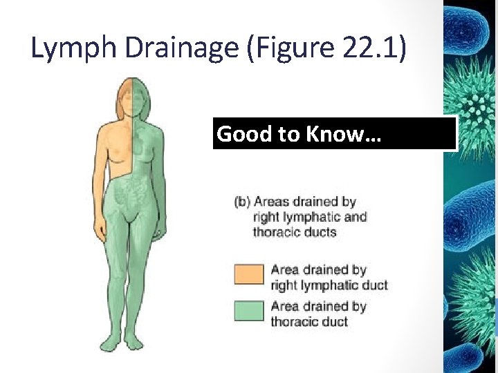 Lymph Drainage (Figure 22. 1) Good to Know… 