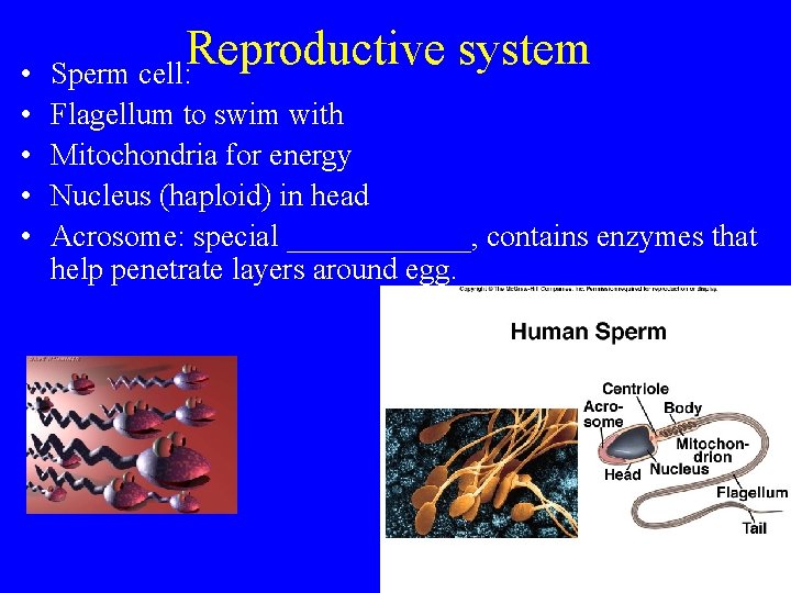  • • • Reproductive system Sperm cell: Flagellum to swim with Mitochondria for