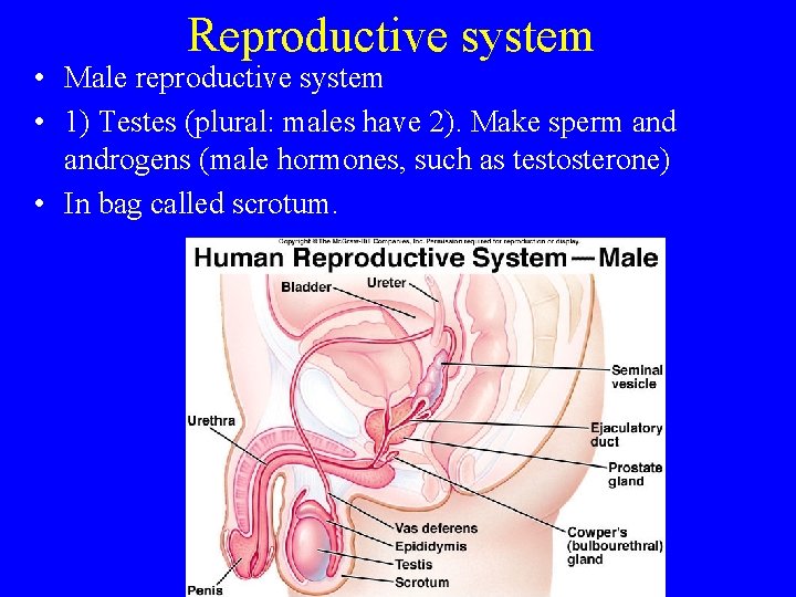 Reproductive system • Male reproductive system • 1) Testes (plural: males have 2). Make